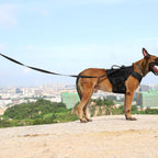 Reflective Dog Leash for Medium to Large Breeds, K9 Training Walking Lead with Dual Handles and Heavy-Duty Auto-Lock Metal Clasp (6ft, Black)